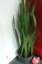 Grote Sansevieria (Vrouwentong), Ophalen, 100 tot 150 cm, Halfschaduw, In pot