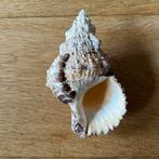 Grote decoratieve schelp, Ophalen of Verzenden, Gebruikt