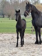 Luxe 1ste premie Fries Hengstveulen van Gosse 526, Dieren en Toebehoren, Paarden, Hengst, Minder dan 160 cm, Dressuurpaard, 0 tot 2 jaar