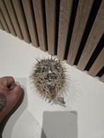 Opgezette Kogelvis - Decoratie, Ophalen, Gebruikt