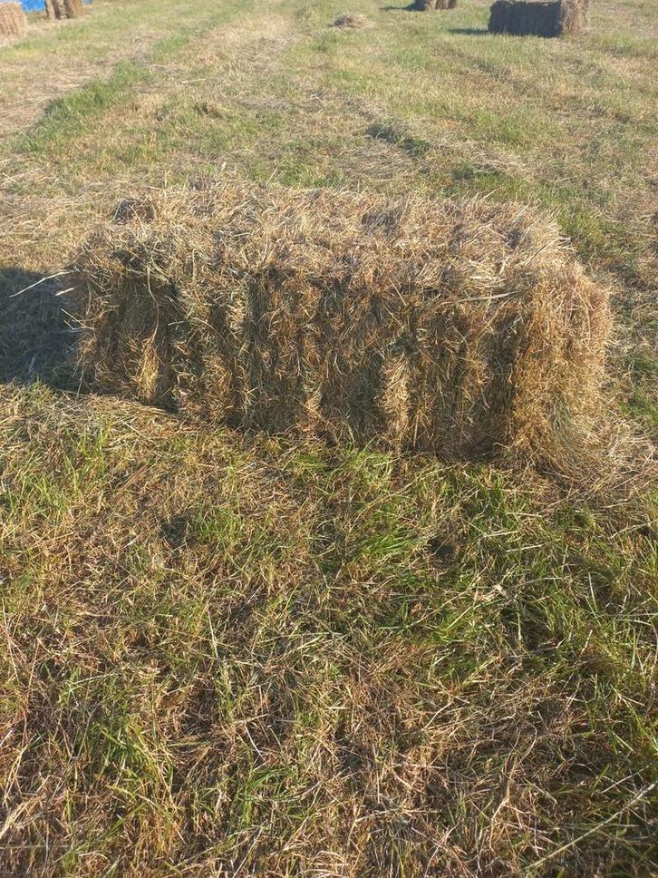 Goede kwaliteit Frans hooi  LAAG IN SUIKER, Dieren en Toebehoren, Dierenvoeding, Vee, Ophalen of Verzenden
