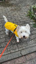 Beezteez gevoerde gele regenjas hond maat 32, Dieren en Toebehoren, Hondenkleding, Ophalen of Verzenden, Nieuw, Hondenregenjas