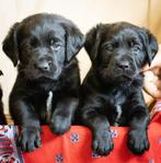 Prachtige pups Labrador x Heidewachtel, Dieren en Toebehoren, Overige rassen, CDV (hondenziekte), 8 tot 15 weken, Meerdere
