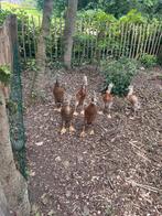 Indische Loopeenden, Dieren en Toebehoren, Meerdere dieren, Eend