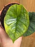 Alocasia platinum variegata plant aurea yellow lemon lime, Huis en Inrichting, Kamerplanten, Ophalen of Verzenden, Halfschaduw