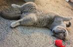 Kattenopvang, Dieren en Toebehoren, Meerdere dieren, Kortharig, 0 tot 2 jaar