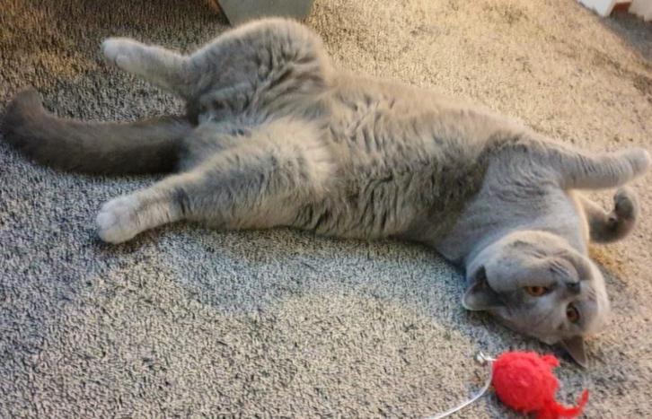 Kattenopvang, Dieren en Toebehoren, Katten en Kittens | Overige Katten, Kortharig, Meerdere dieren, 0 tot 2 jaar