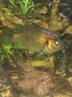 Speod: prachtig koppel zeldzame west afrikaanse cichlide, Dieren en Toebehoren, Vissen | Aquariumvissen, Vis, Zoetwatervis