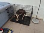 Honden bench LUCKY DOG, Ophalen, Zo goed als nieuw, Minder dan 65 cm