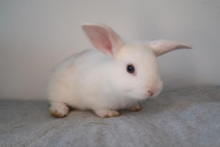 (buiten)konijntjes: Leeuwenkop(Lionhead)xNederlandse hangoor, Dieren en Toebehoren, Konijnen, Middelgroot, Meerdere dieren, Hangoor