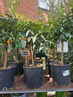 Diverse fruitboompjes: sinaasappel, kumquat, citroenkaviaar, Ophalen, 100 tot 250 cm, Lente