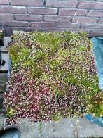 Sedumdak sedum sedum cassette 3 stuks 0,75m2, Ophalen, Gebruikt