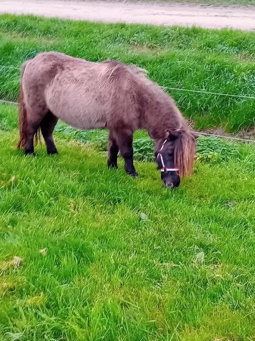 Te koop een mooie drachtige blue dunn merrie, Dieren en Toebehoren, Pony's, Merrie, Recreatiepony, 7 tot 10 jaar, Met stamboom