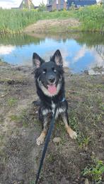 Kruizing bordercollie/Siberische husky, 15 weken tot 1 jaar, Reu, CDV (hondenziekte), Collie