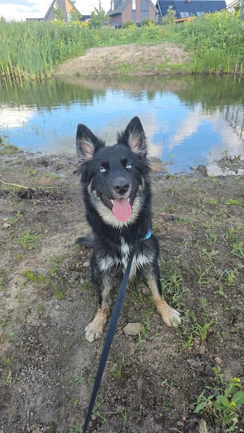 Kruizing bordercollie/Siberische husky, Dieren en Toebehoren, Honden | Herdershonden en Veedrijvers, Reu, Collie, Particulier