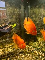 Papegaai cichliden (Koppel), Vis