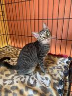 Jarela, Ona, 18-04-25 gered it een kattencolonie, Poes, Kortharig, 0 tot 2 jaar