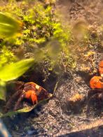 Vampierkrabben (alleen ophalen), Dieren en Toebehoren, Overige soorten, Tam, 0 tot 2 jaar