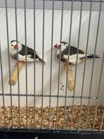 Zaterdagmorgen 4 okt in / verkoop vogels . Kampen, Dieren en Toebehoren, Vogels | Overige Vogels, Meerdere dieren, Tropenvogel
