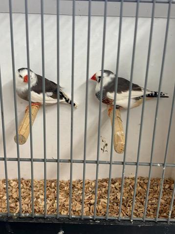 Zaterdagmorgen 4 okt in / verkoop vogels . Kampen beschikbaar voor biedingen
