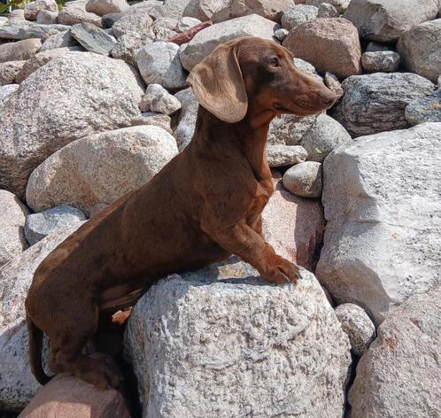 Te dekking aangeboden: ️✨️Choco teckel dekreu️✨️, Dieren en Toebehoren, Honden | Dekreuen, Reu, Fokker | Hobbymatig, Meerdere