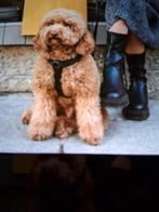 Honden tuigje, Ophalen of Verzenden