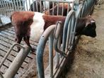 Lakenvelder stier, Dieren en Toebehoren, Runderen, Mannelijk