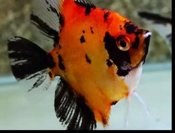 Pterophyllum scalare RED DEVIL - Maanvis beschikbaar voor biedingen