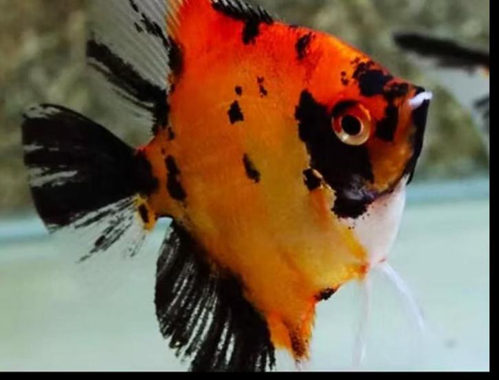 Pterophyllum scalare RED DEVIL - Maanvis, Dieren en Toebehoren, Vissen | Aquariumvissen, Vis
