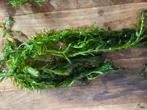 Aquarium Planten. Stuur ook op., Dieren en Toebehoren, Vissen | Aquaria en Toebehoren, Ophalen of Verzenden, Nieuw, Plant(en), Steen of Hout