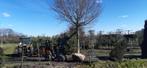 dakbomen en leibomen, Tuin en Terras, Bloeit niet, Leiboom, 250 tot 400 cm, Ophalen