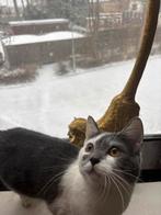 Kruising nlsuwe rus, Ophalen of Verzenden