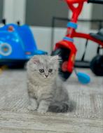 Britse Korthaar poesje, Poes, 0 tot 2 jaar