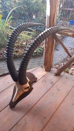 geweien gewei hoorns schedel, Verzamelen, Ophalen of Verzenden, Zo goed als nieuw, Overige soorten, Gewei of Kop