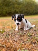Super lieve jack russel pups te koop, Dieren en Toebehoren, Honden | Jack Russells en Terriërs, Jack Russell Terriër, Reu, Eén hond
