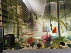 Aquarium met goudvissen, Ophalen, Zo goed als nieuw, Overige typen