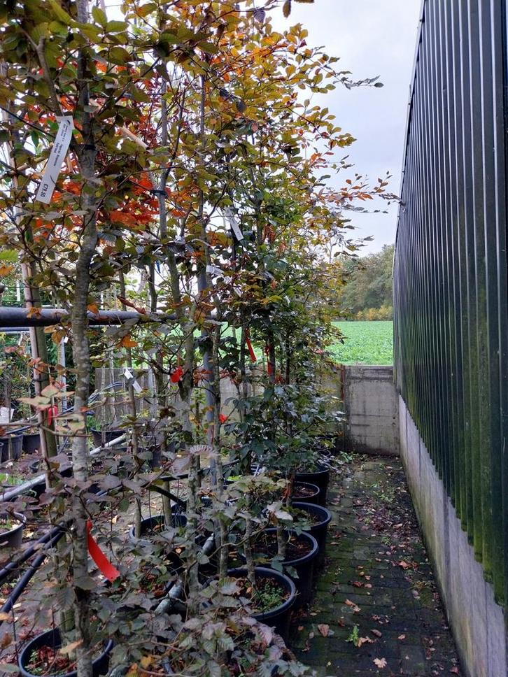 Rode Beuken Leiboom - Prachtige privacy!, Tuin en Terras, Planten | Bomen, Overige soorten, Volle zon, In pot, Ophalen