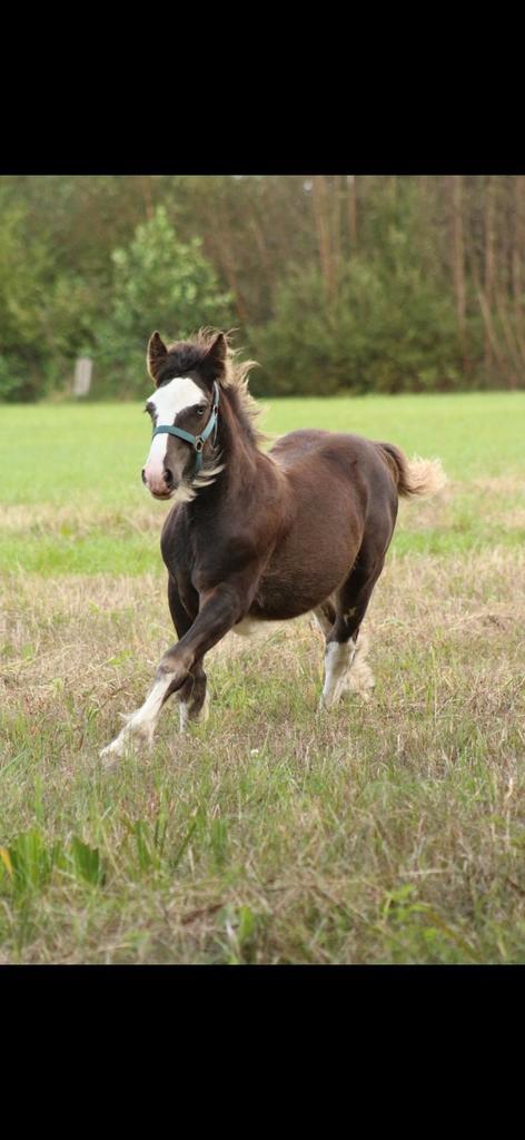 Tinker jaarling hengst, Dieren en Toebehoren, Pony's, Hengst, Onbeleerd, D pony (1.37m tot 1.48m), Recreatiepony, 0 tot 2 jaar