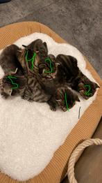 5 mooie half britse en. Halfbengaalse kittens ter reserveren, Dieren en Toebehoren, Katten en Kittens | Raskatten | Korthaar, Meerdere dieren