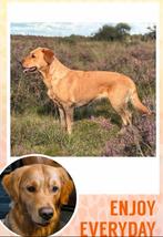 Lieve labrador retriever puppy’s, Dieren en Toebehoren, Honden | Retrievers, Spaniëls en Waterhonden, Rabiës (hondsdolheid), 8 tot 15 weken
