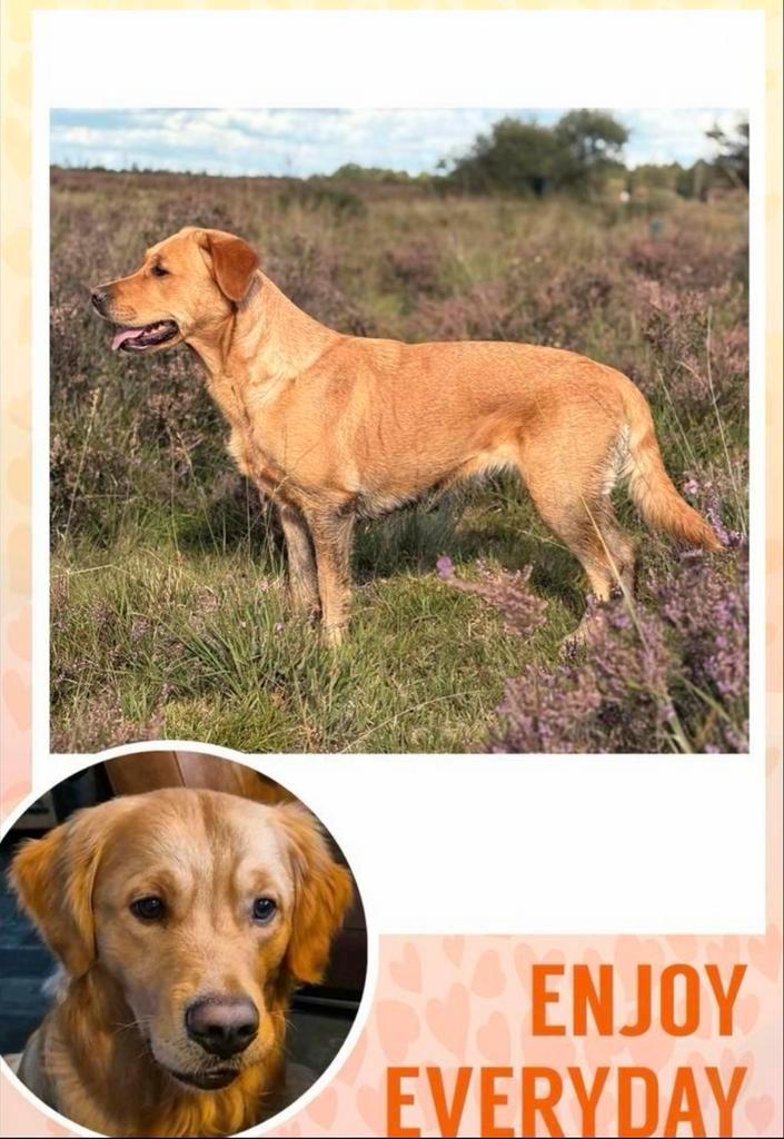 Lieve labrador retriever puppy’s, Dieren en Toebehoren, Honden | Retrievers, Spaniëls en Waterhonden, Meerdere dieren, Labrador retriever