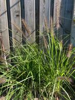 5x Pennisetum alopecuroides, Tuin en Terras, Ophalen, Volle zon, Vaste plant, Siergrassen