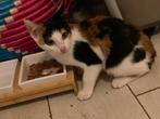Superlieve kitten, een lapjespoes, Dieren en Toebehoren, Katten en Kittens | Overige Katten, Poes, Kortharig, 0 tot 2 jaar