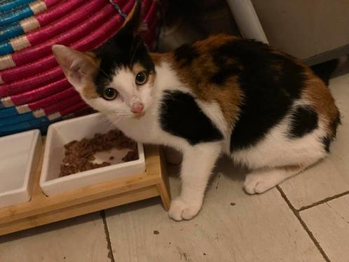 Superlieve kitten, een lapjespoes, Dieren en Toebehoren, Katten en Kittens | Overige Katten, Kortharig, Poes, 0 tot 2 jaar