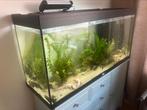 Aquatlantis aquarium met axolotls en zoetwatermosselen, Ophalen of Verzenden, Zo goed als nieuw, Gevuld zoetwateraquarium