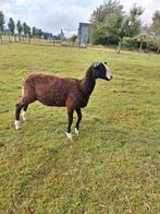 Zwartbles ram, Dieren en Toebehoren, Schapen, Geiten en Varkens, Mannelijk, Schaap