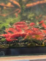 Bloody Mary Neocaridina Garnalen, Kreeft, Krab of Garnaal, Zoetwatervis, Schoolvis