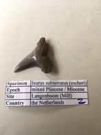 Fossiele haaientand uit Mill: Isurus subserratus (2), Ophalen of Verzenden, Fossiel