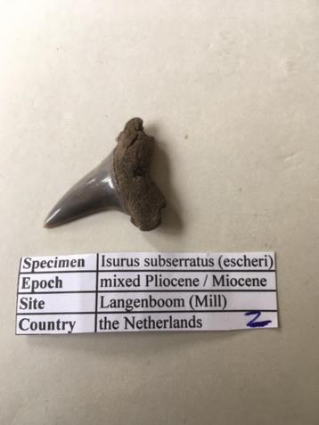 Fossiele haaientand uit Mill: Isurus subserratus (2) beschikbaar voor biedingen
