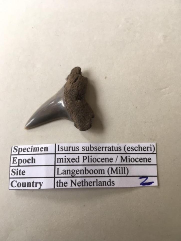 Fossiele haaientand uit Mill: Isurus subserratus (2), Verzamelen, Mineralen en Fossielen, Fossiel, Ophalen of Verzenden